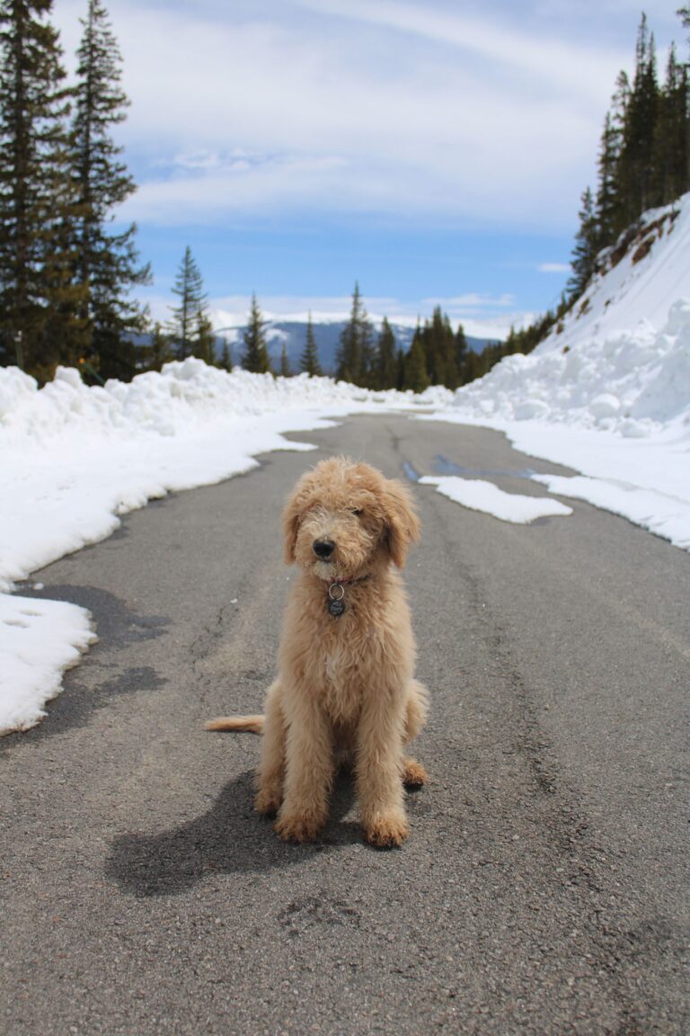 Goldendoodle puppy on its first day home