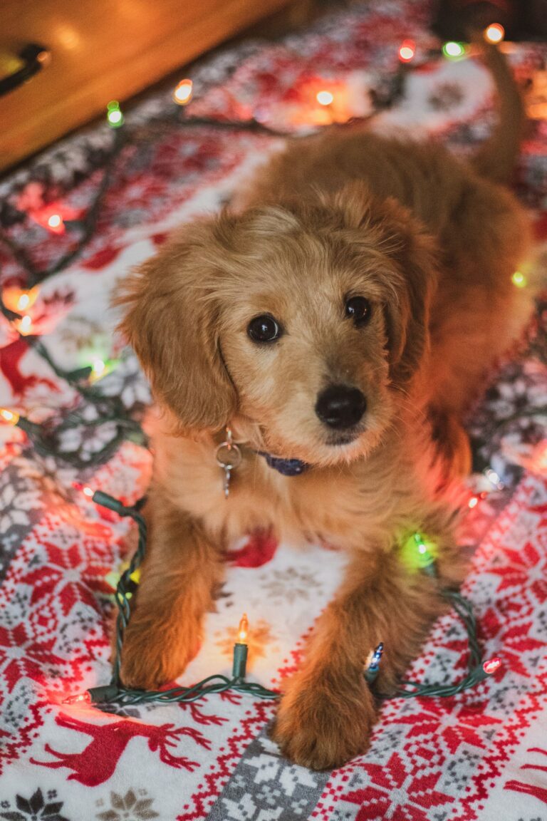 Apricot Goldendoodle puppy available in Orange County