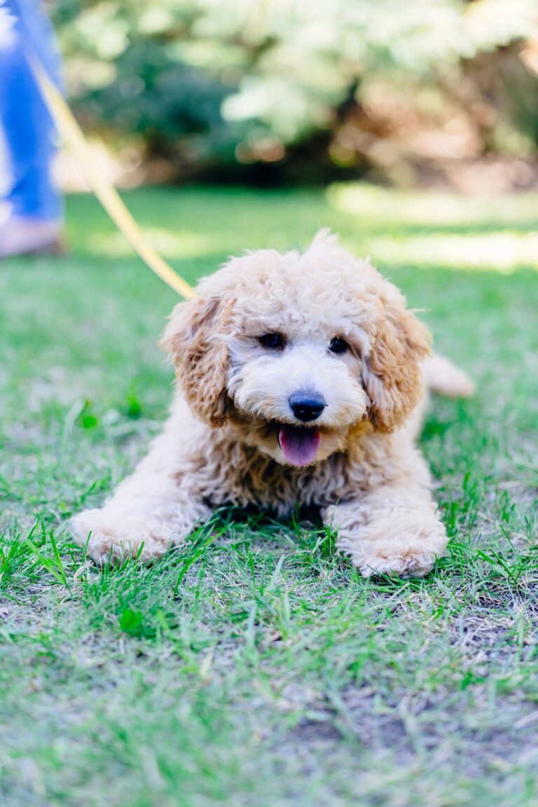 Mini Goldendoodle puppy in Orange County