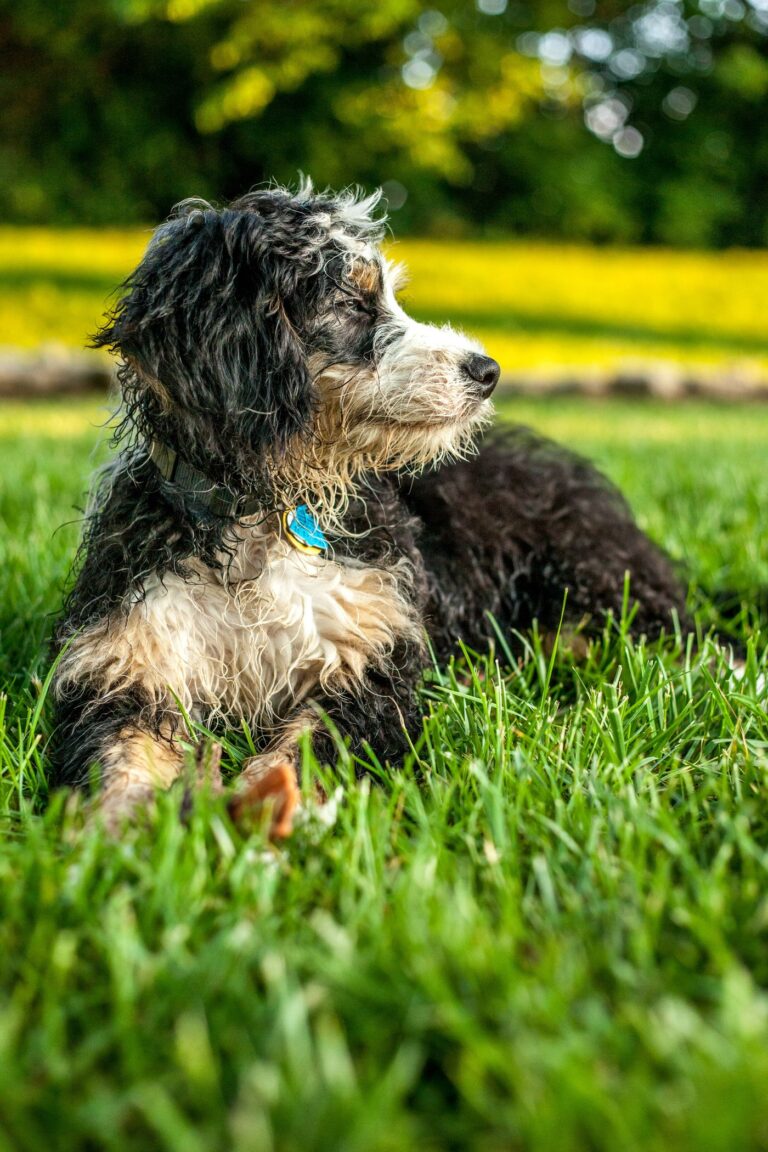 Old-World Bernedoodle puppy in Orange County